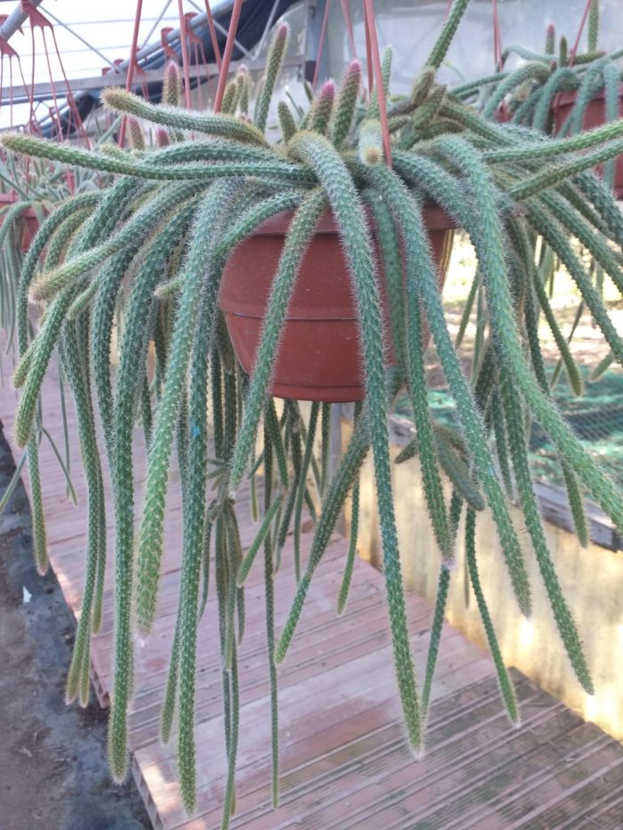 Aporocactus Flagelliformis "Coda di topo" - Ricadenti Basket 14cm 1
