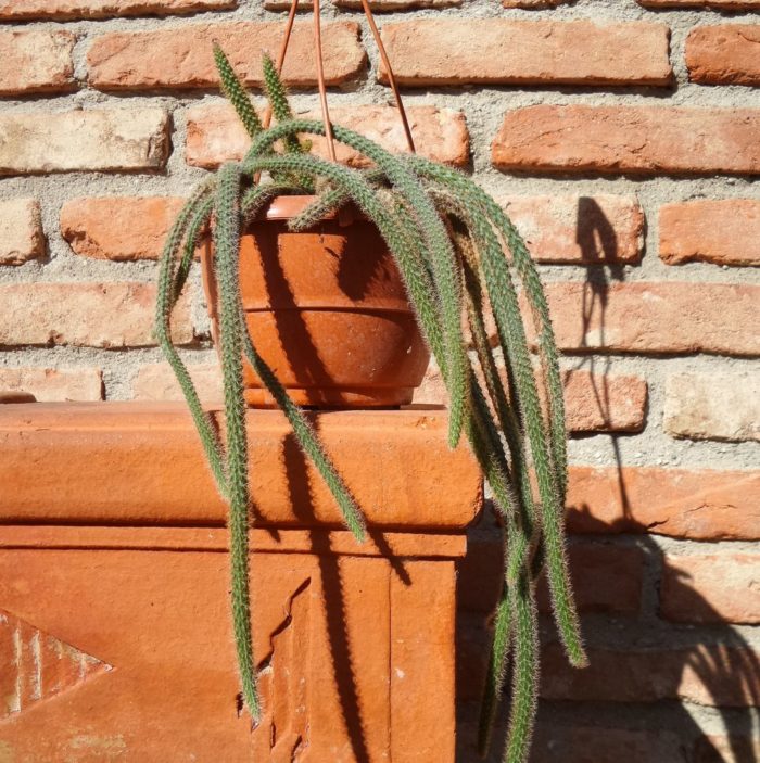 Aporocactus Flagelliformis "Coda di topo" - Ricadenti Basket 14cm