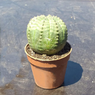 Euphorbia obesa 5,5cm a dx il maschio a sn la femmina