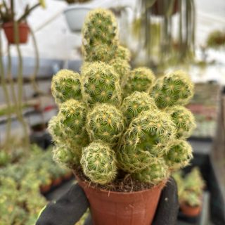 WhatsApp Image 2026-01-23 at 18.30.16