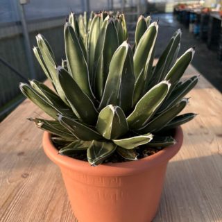 WhatsApp Image 2026-01-26 at 18.25.24