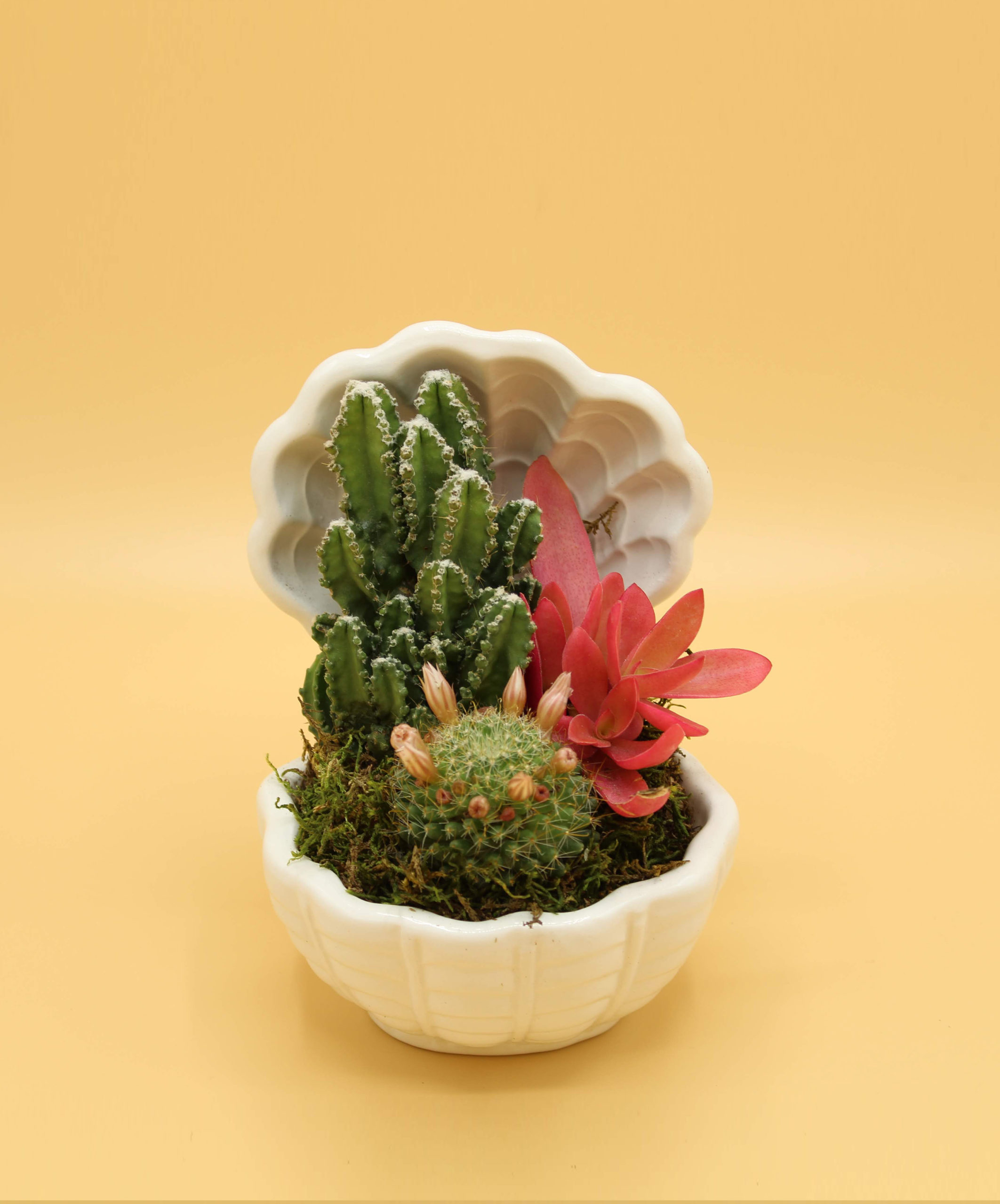 Conchiglia Small - Cactus Guidi