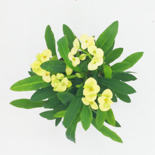 euphorbia milii cv splendens bianco 10 cm alto