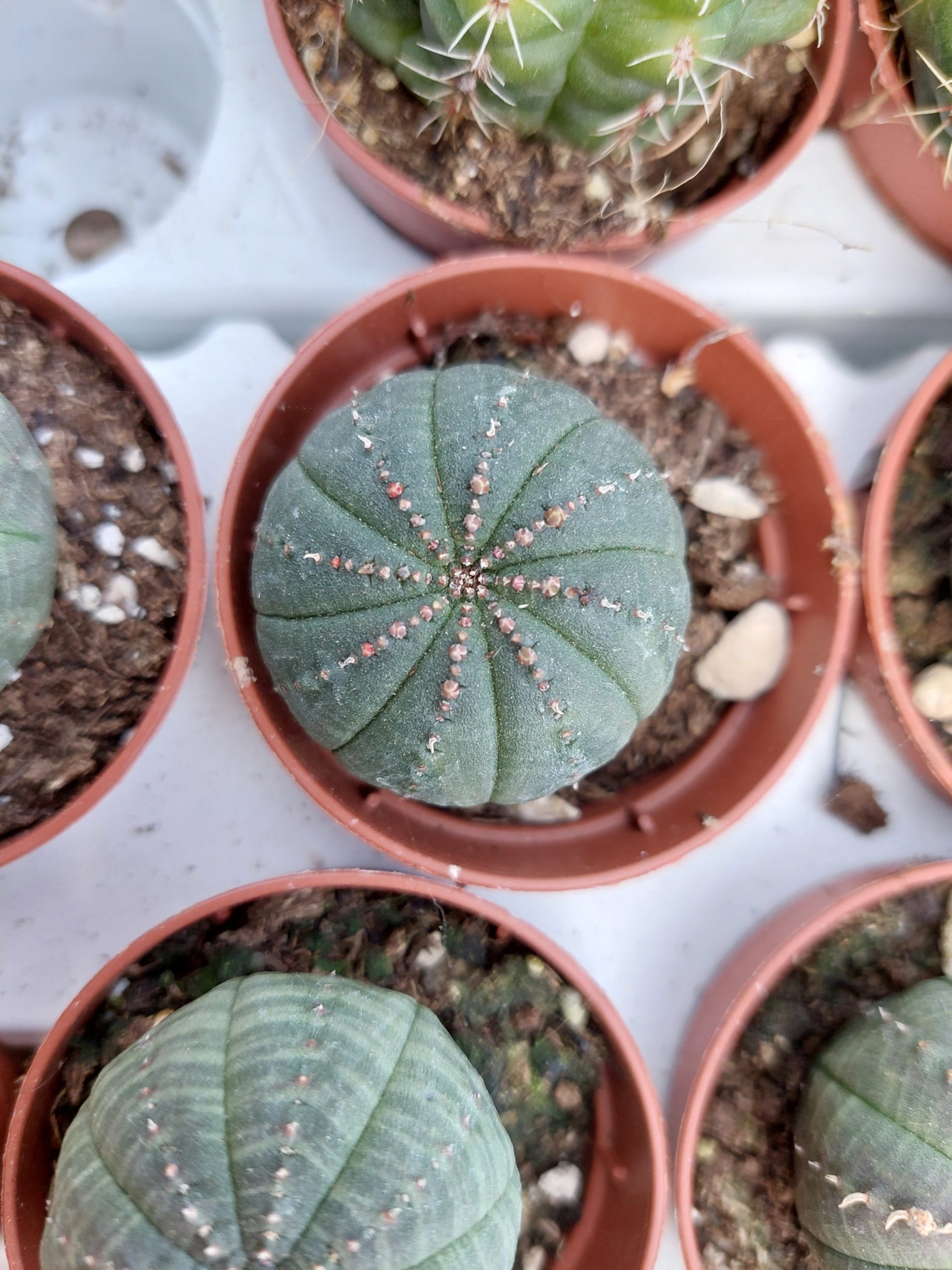 Euphorbia obesa - 5,5 cm