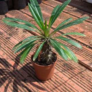 pachypodium lamerei palmadel madagascar 5,5 cm