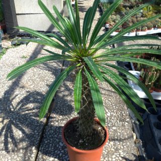 Pachypodium lamerei palma del madagascar 17 cm