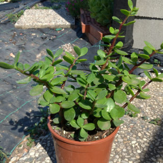 portulacaria afra cuspidata 17 cm