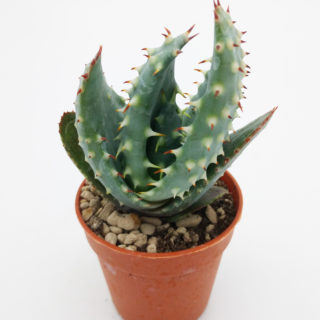 Aloe aculeata var. crousiana – 5,5 cm