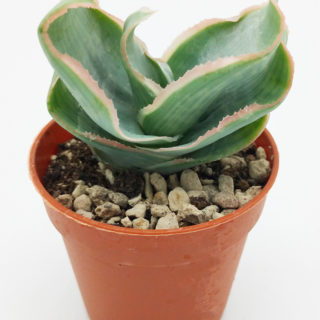 Aloe reynoldsii – 5,5 cm