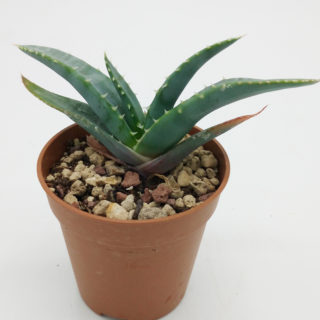 Aloe suprafoliata – 5,5 cm