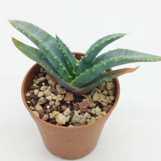 Aloe suprafoliata – 5,5 cm1