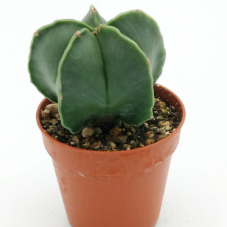 Astrophytum myriostigma v. nudum – 5,5 cm
