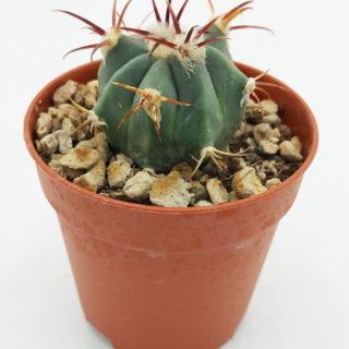 Coryphantha connivens – 5,5 cm