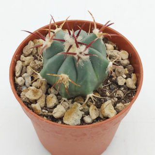 Coryphantha connivens – 5,5 cm1