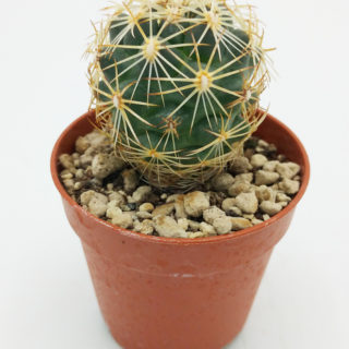 Coryphantha vivipara f. coloredo – 5,5 cm