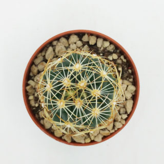 Coryphantha vivipara f. coloredo – 5,5 cm2