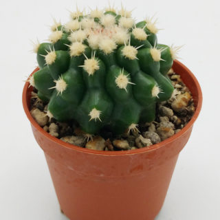 Echinocactus grusonii inermis – 5,5 cm