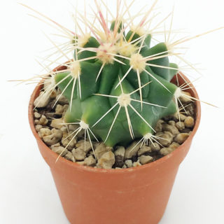 Echinocactus grusonii x ferocactus – 5,5 cm
