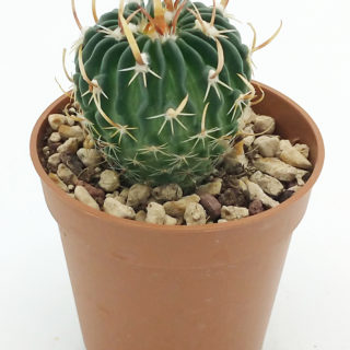 Echinofossulocactus tulensis – 5,5 cm