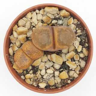 Ophthalmophyllum f. verrucosum sidi-barrani – 5,5 cm1