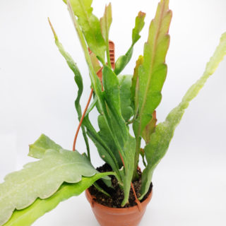 epiphyllum 3 14cm