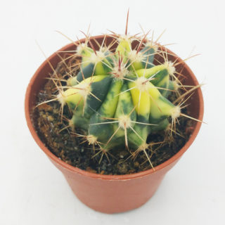 ferocactus histrix f. variegata 5,5 cm
