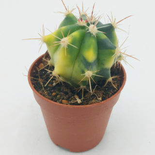 ferocactus sp. f. variegata 5,5 cm