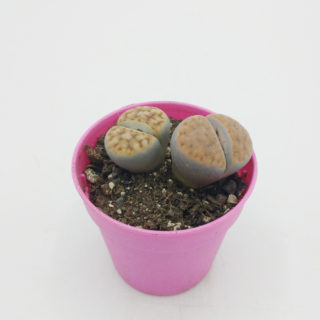 lithops sp. f. variegata