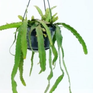 rhipsalis monacantha 14 cm
