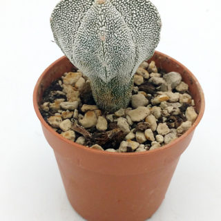 Astrophytum onzuka – 5,5 cm