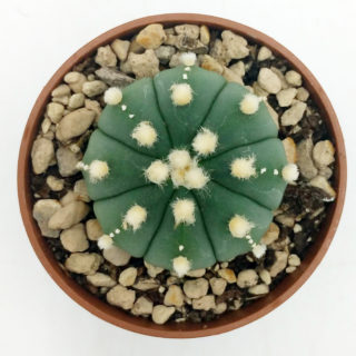 Astrophytum asterias ooiboo – 5,5 cm1