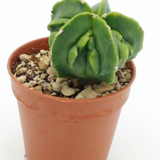 Astrophytum myriostigma fukuryu – 5,5 cm