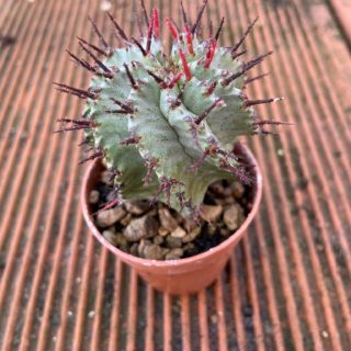 Euphorbia horrida – 5,5 cm