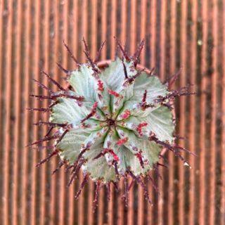 Euphorbia horrida – 5,5 cm alto