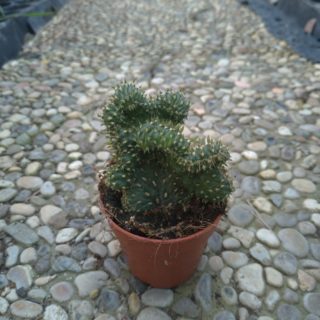 opuntia cylindrica minor crestata – 5,5 cm