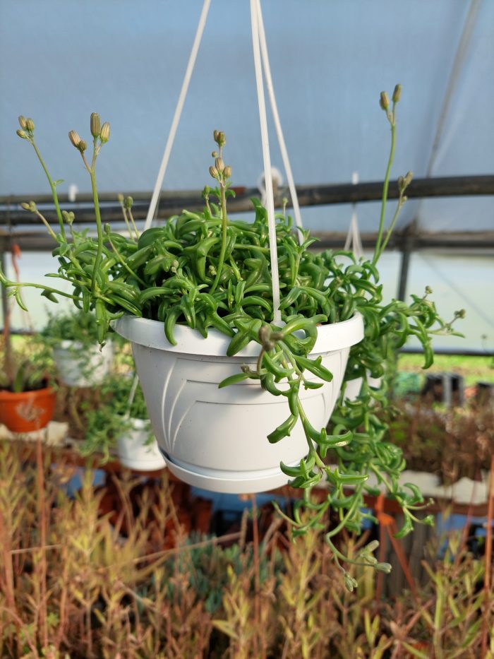 senecio peregrinus / pianta del delfino basket 14 cm