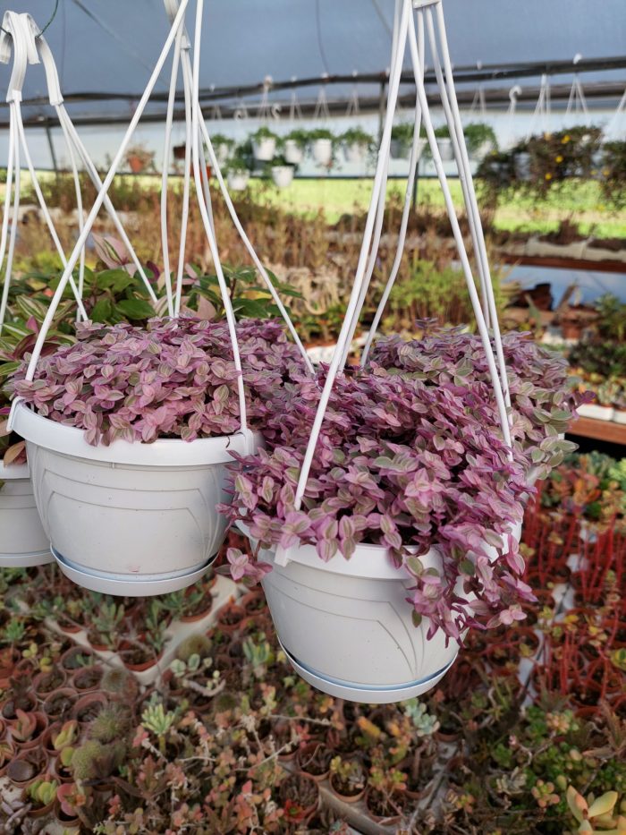 Tradescantia flumionensis "Mini Lilac" basket 14cm