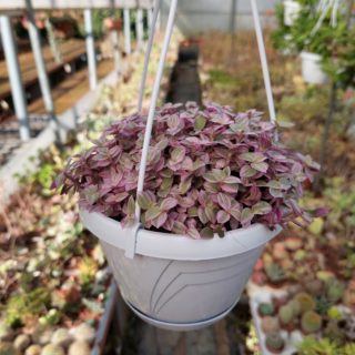 Tradescantia flumionensis Mini Lilac basket 14cm2