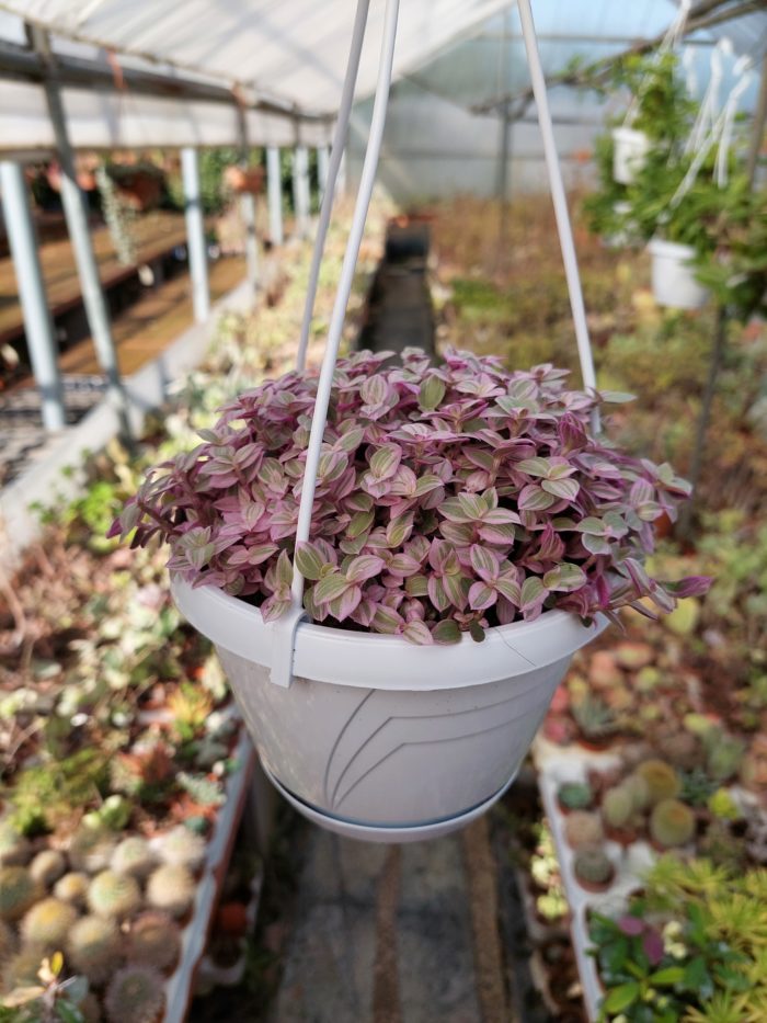 Tradescantia flumionensis "Mini Lilac" basket 14cm 1