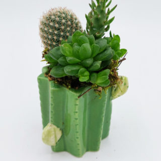 Composizione piante grasse : Vaso Cactus – H 10 cm