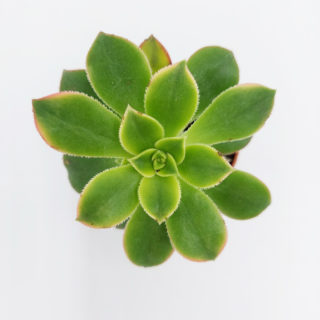 aeonium haworthii kiwi 5,5 cm1