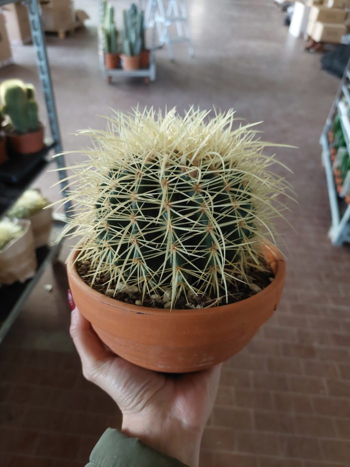 Echinocactus grusonii - 15 cm