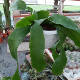 epiphyllum oxypetalum basket 14 cm 5