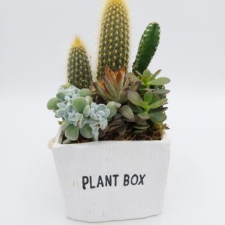 plant box 3