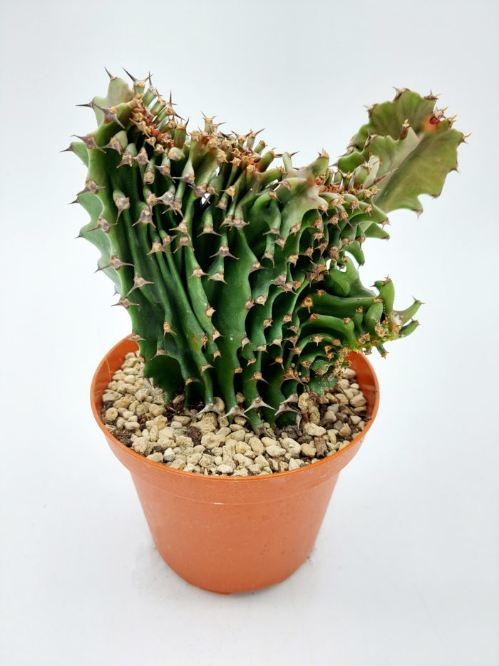 Euphorbia eritrea crestata - 10,5 cm