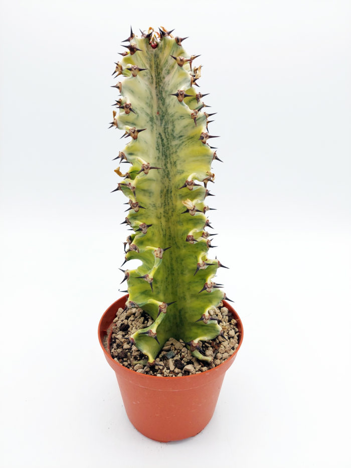 Euphorbia eritrea variegata - 10,5 cm