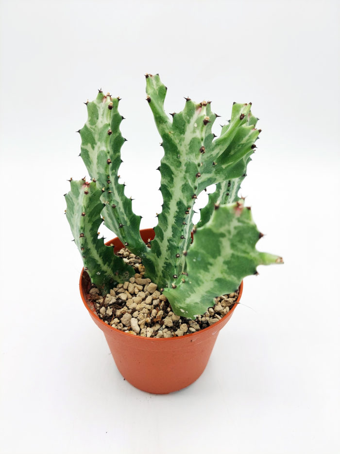 Euphorbia lactea - 10,5 cm