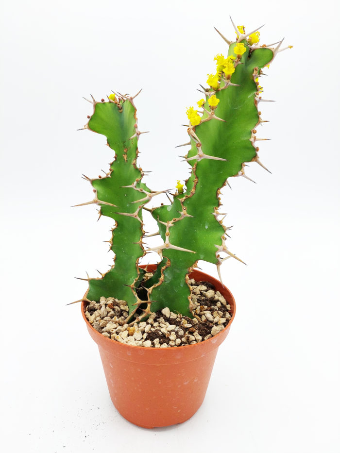 Euphorbia breviarticulata grandicornis - 10,5 cm