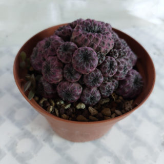 sulcorebutia rauschii violacidermis 10,5 cm copia