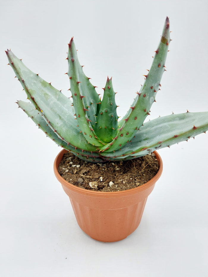 Aloe ferox - 13 cm